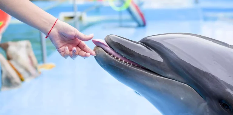 Dolphin Sonar