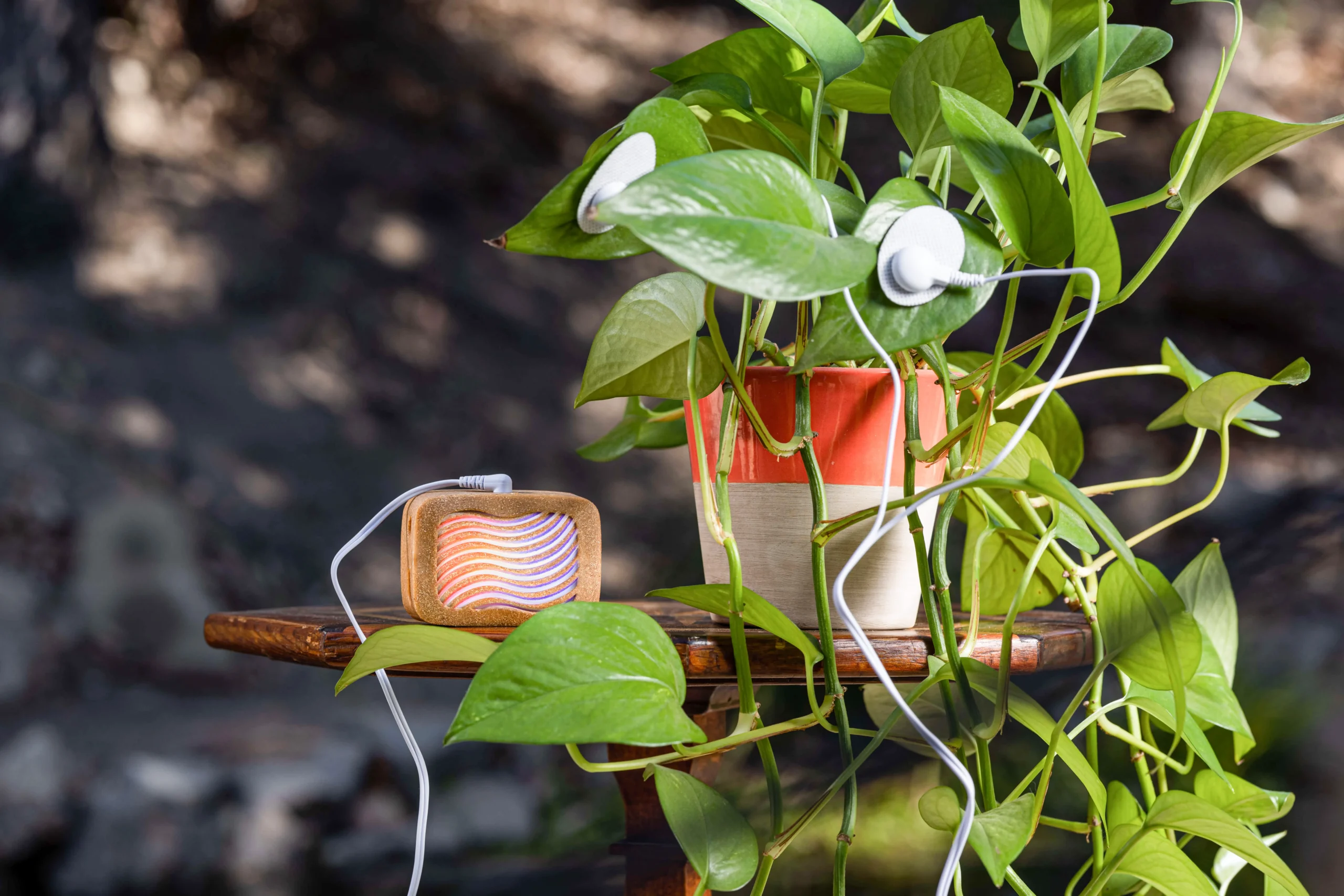 Joe Patitucci The Journey of PlantWave: Translating Plant Life into Music & Connection 1 Joe Patitucci – The Journey of PlantWave: Translating Plant Life into Music & Connection